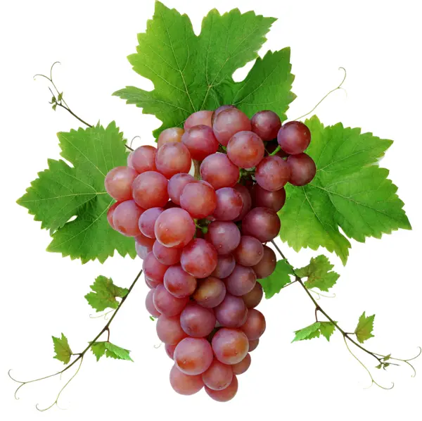 Red Grapes with Green Leaves