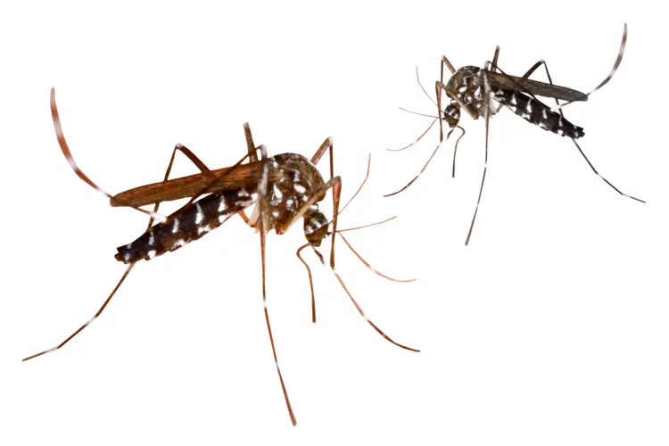 Two Mosquitoes on Transparent Background