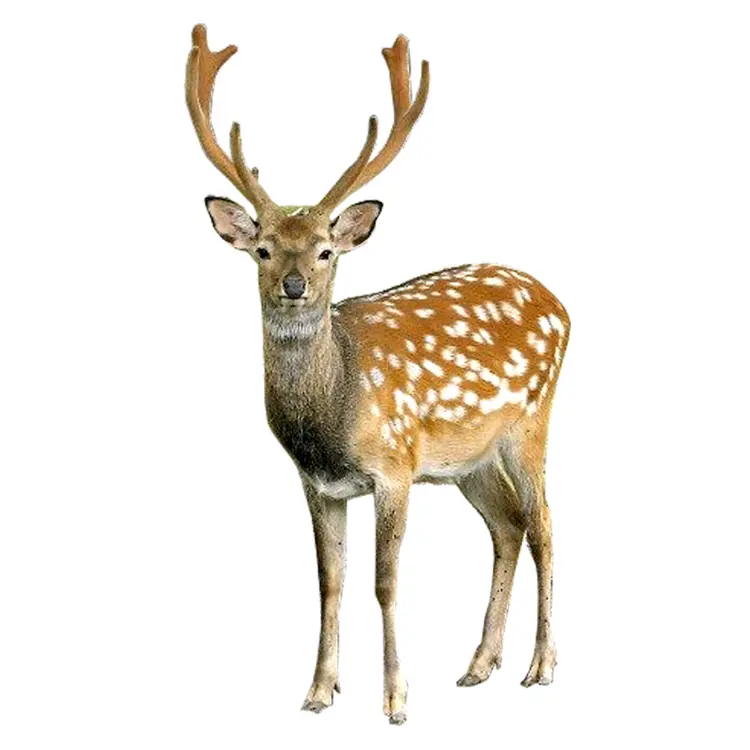 Spotted Deer with Antlers