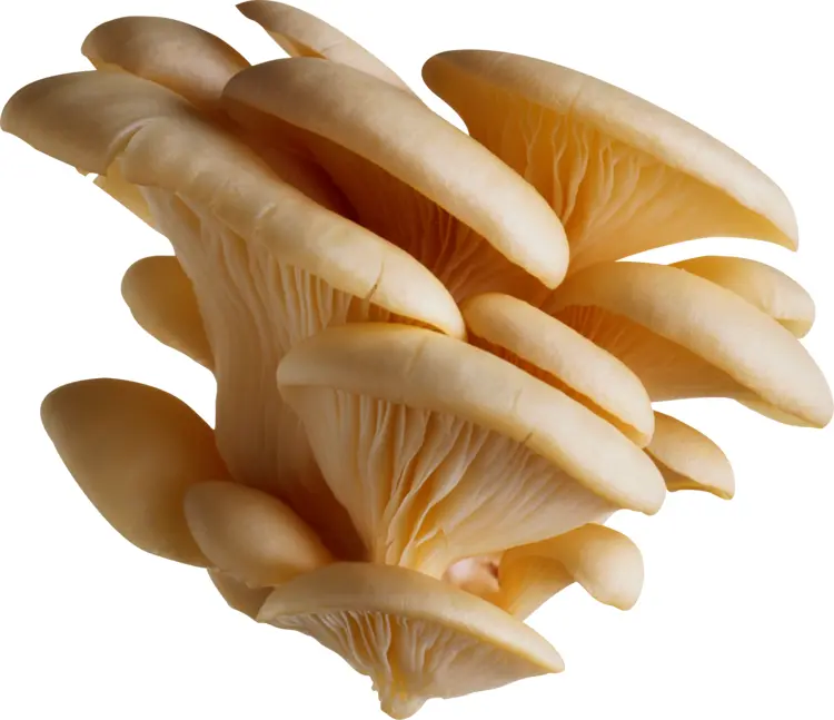 Yellow Mushrooms Cluster
