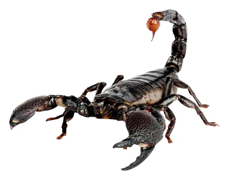 Dangerous Black Scorpion