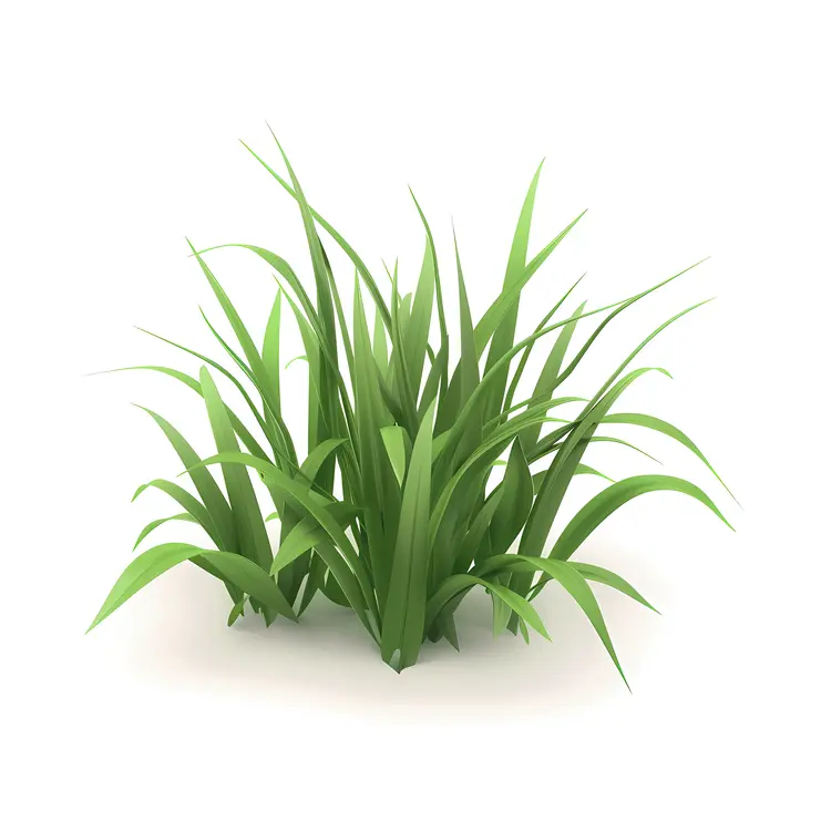 Green Grass Plant Illustration