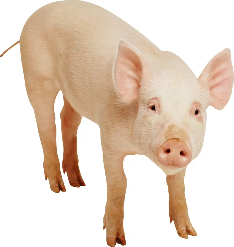 White Piglet on Farm