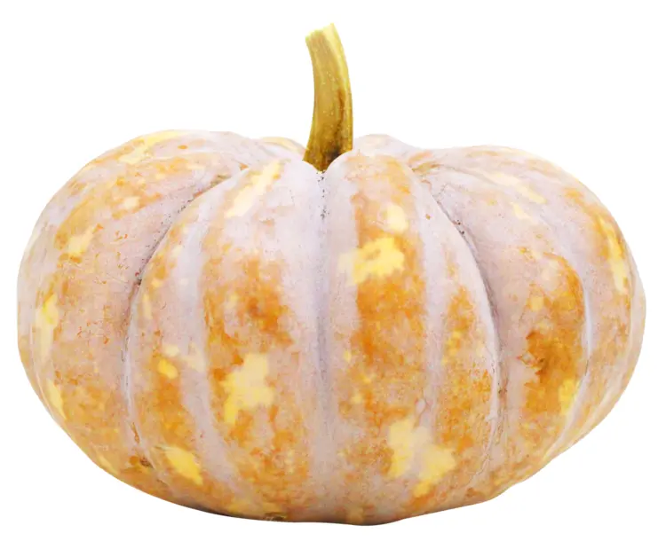 Orange Pumpkin with Stem