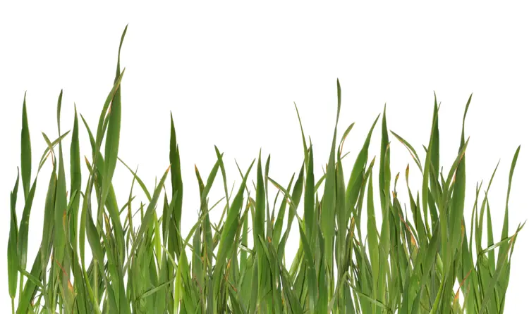 Tall Green Grass