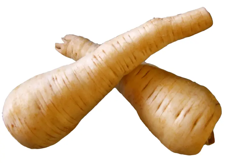 Fresh White Parsnip Root Vegetable