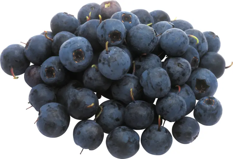 Cluster of Fresh Blueberries