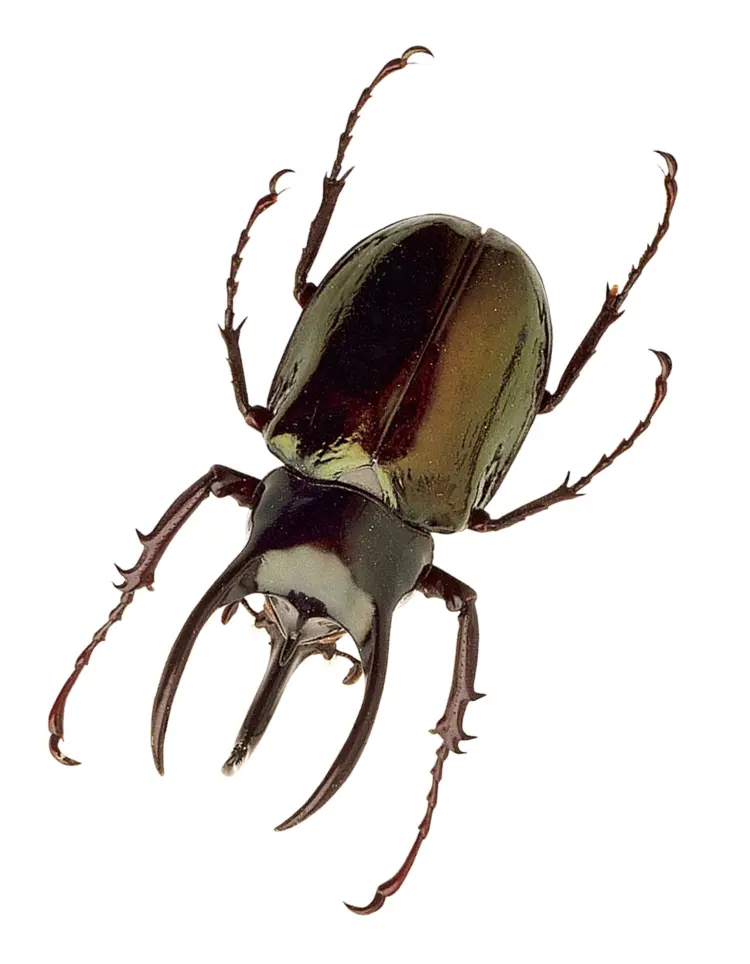 Green and Brown Beetle on Transparent Background