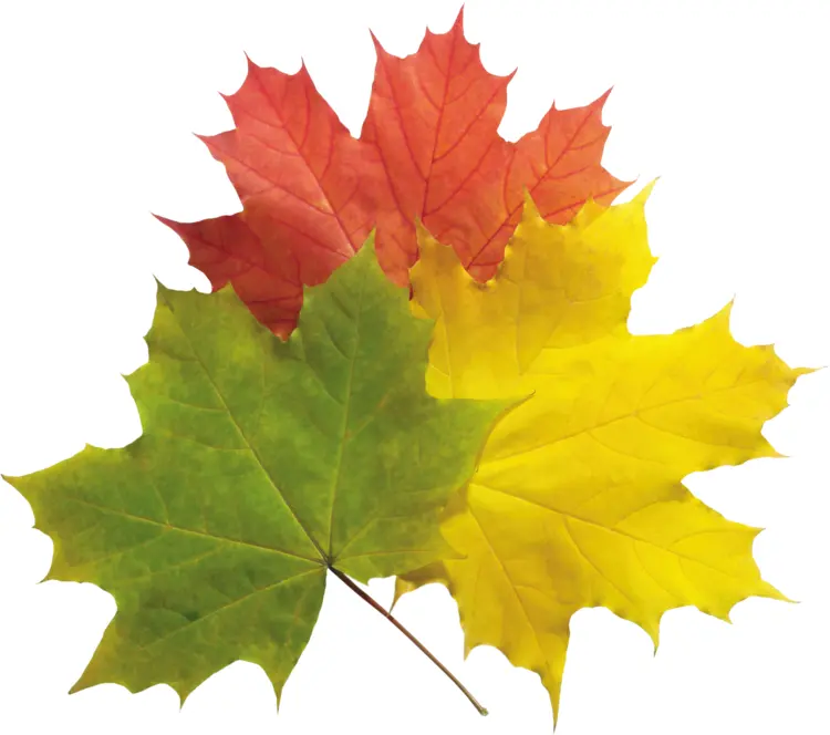 Colorful Maple Leaves in Autumn
