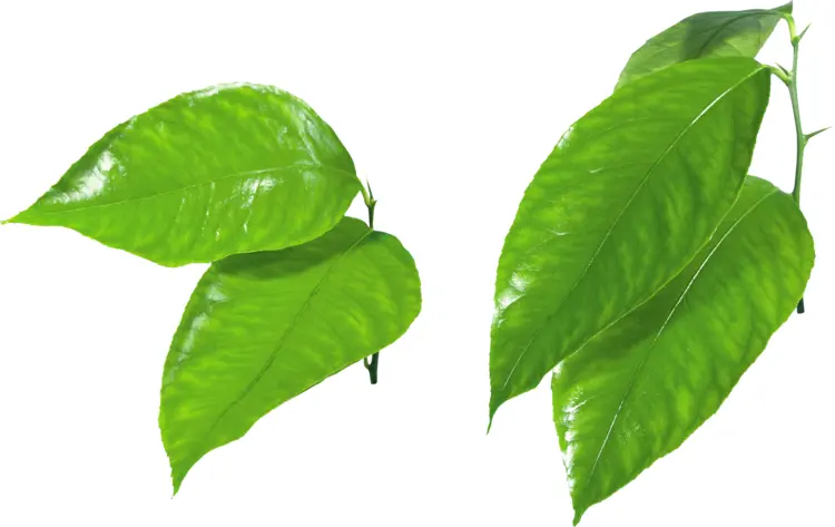 Fresh Green Leaves in Nature