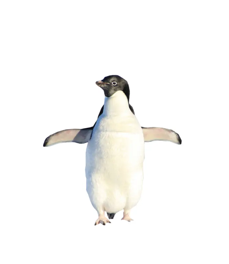 Cute Penguin with Outstretched Wings