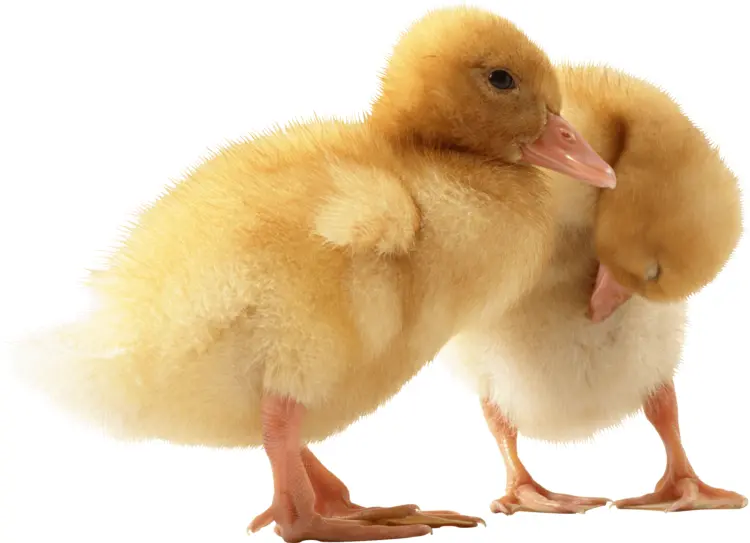 Cute Yellow Ducklings