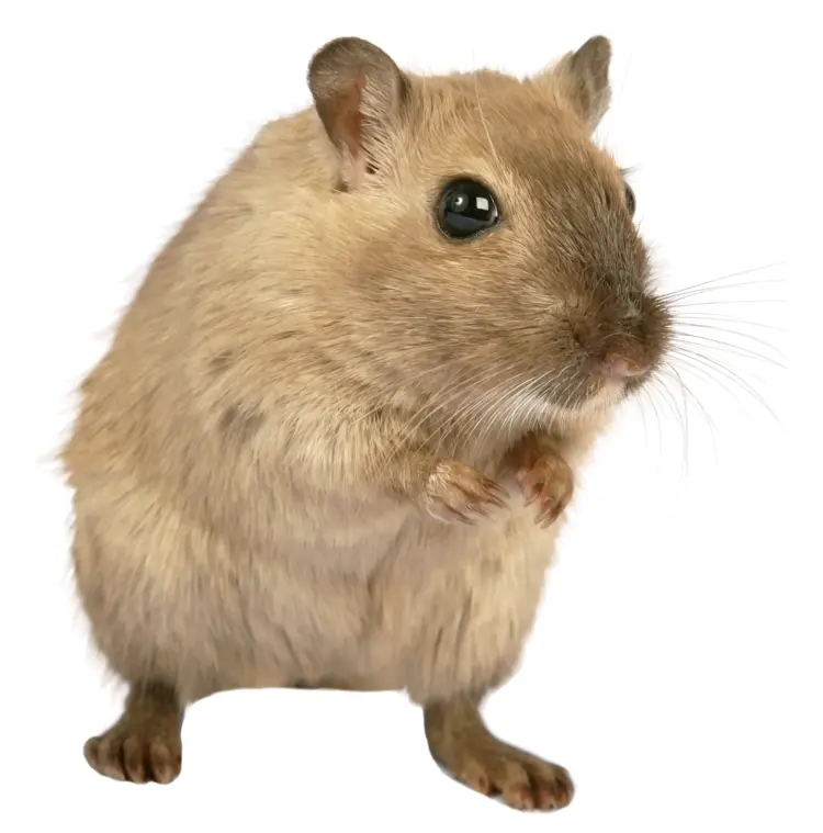 Cute Gerbil