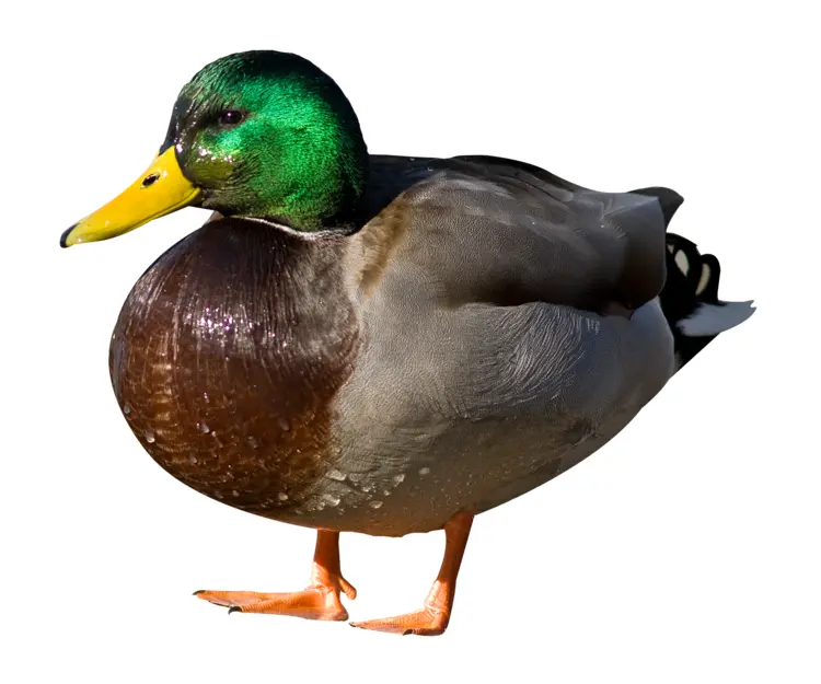 Green-headed Duck on Transparent Background