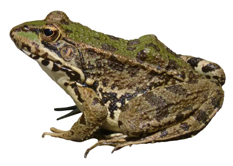 Green and Brown Frog