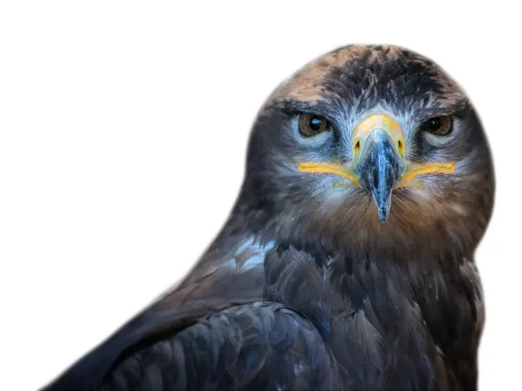 Powerful Eagle with Sharp Beak