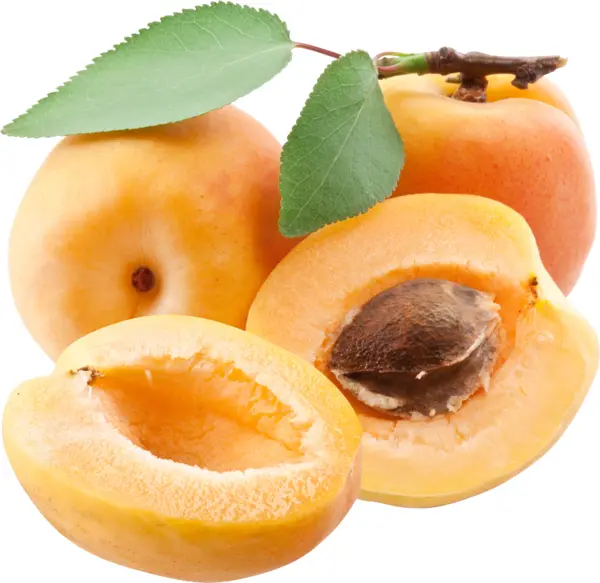 Fresh Juicy Apricots with Leaves