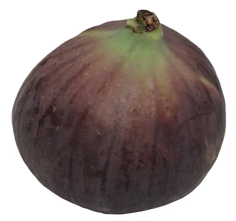Purple Fig