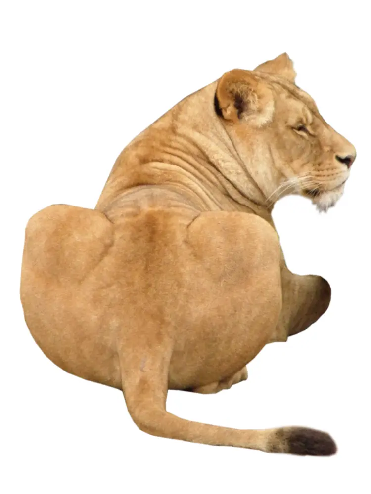 Lion Resting