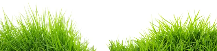 Green Grass Blades Illustration
