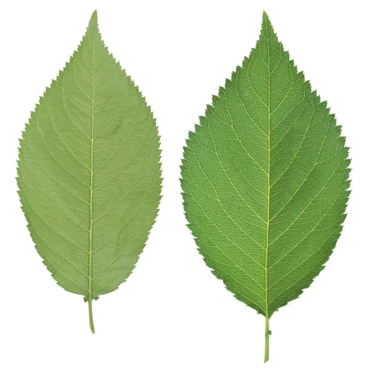 Two Green Leaves