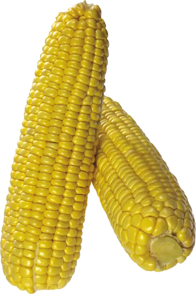 Two Fresh Yellow Corns