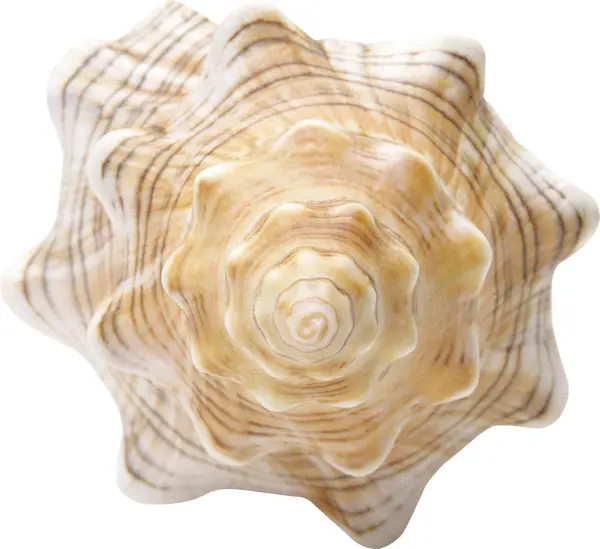 Beautiful Spiral Seashell