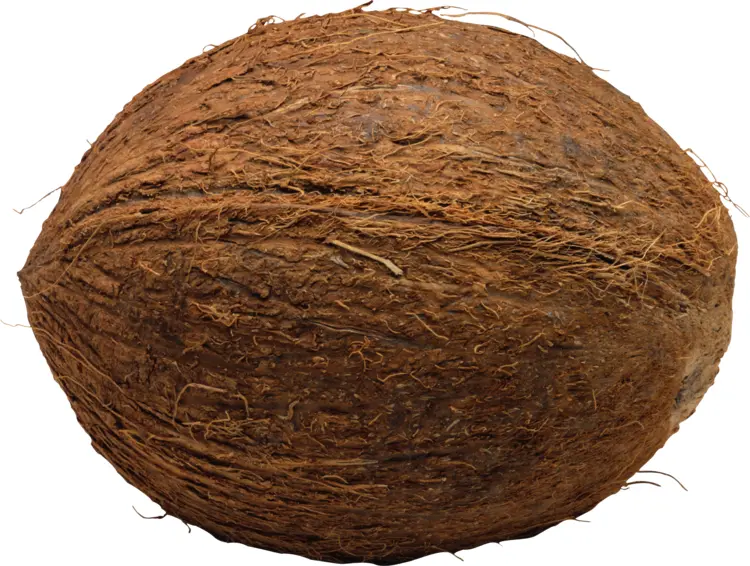 Dark Brown Coconut with Husk