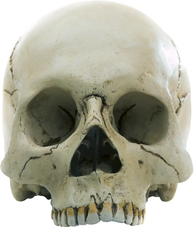 Human Skull Anatomy Illustration