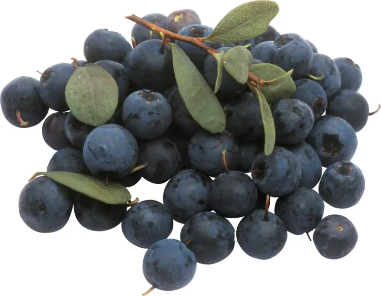 Fresh Blueberries on Branch