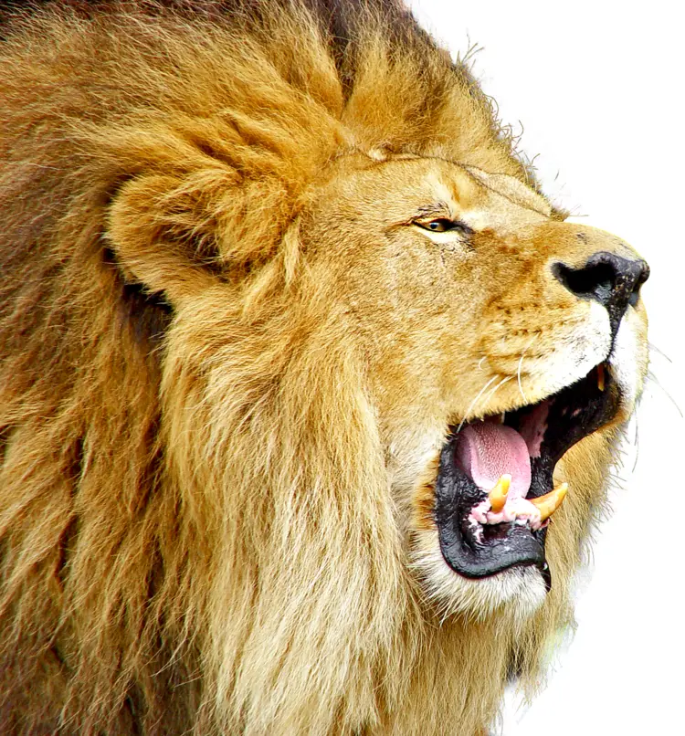 Close-up of Roaring Lion