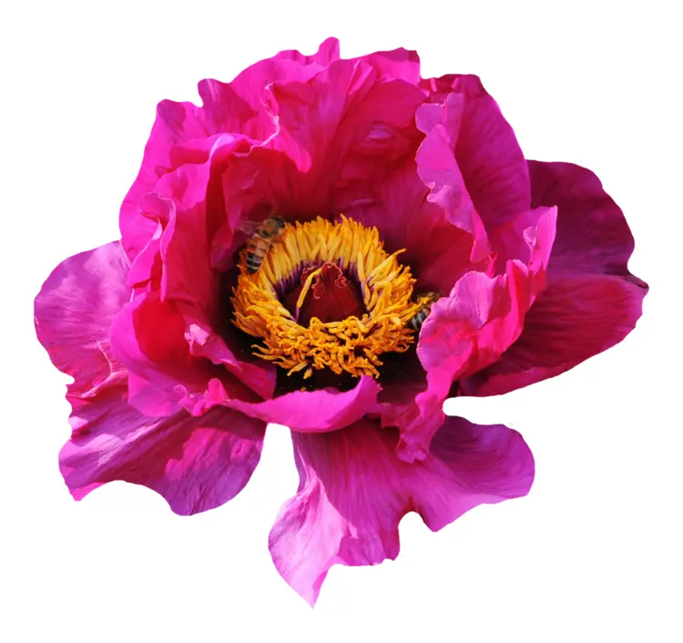 Beautiful Pink Flower
