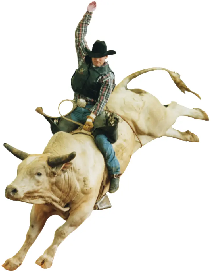 Rodeo Bull Rider in Action
