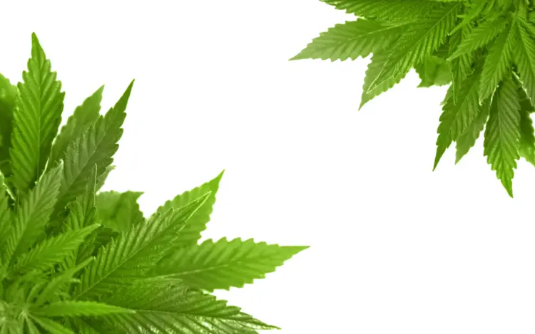 Green Cannabis Leaves