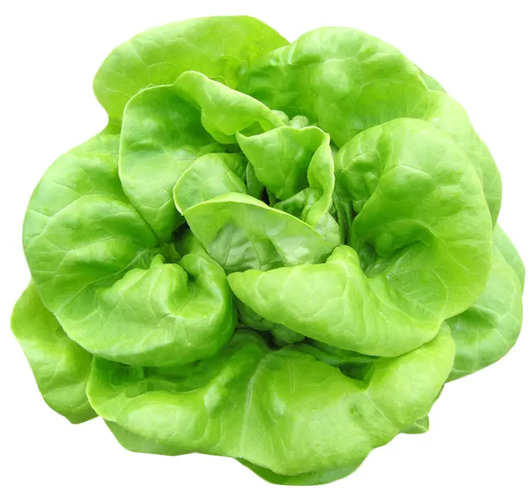 Fresh Green Lettuce