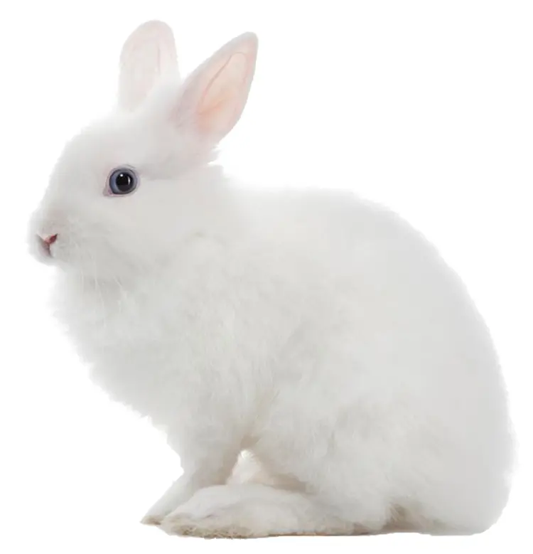 Cute White Rabbit with Fluffy Fur