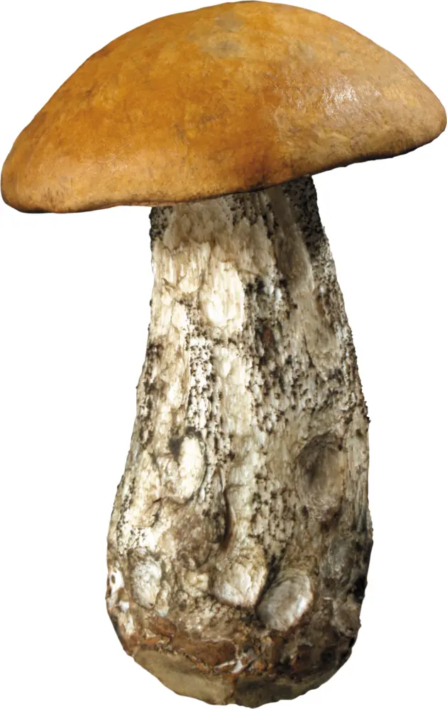 Single Mushroom with Orange Cap