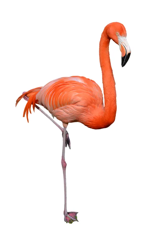 Flamingo Standing on One Leg