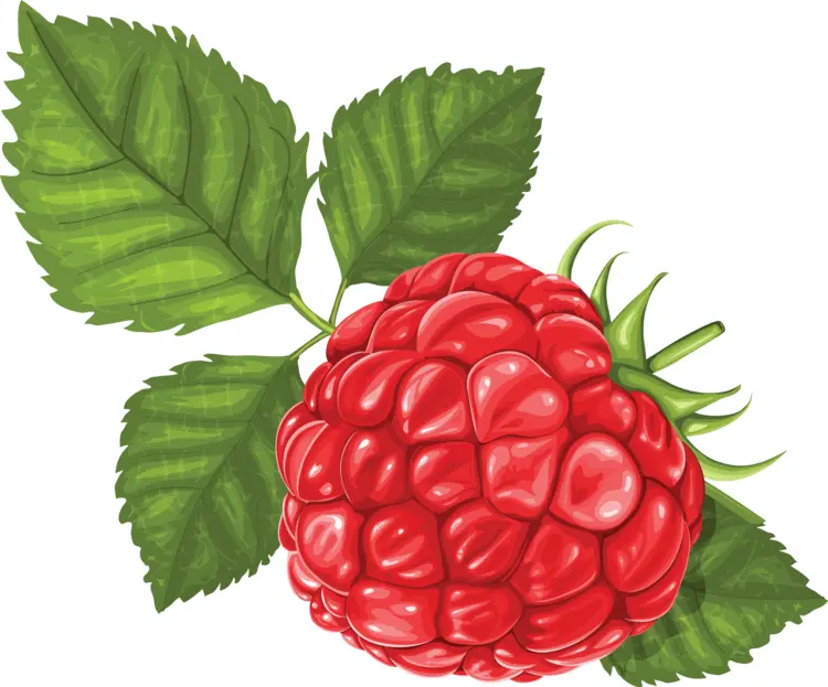 Single Raspberry with Leaves