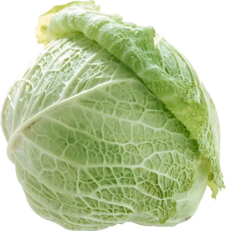 Fresh Savoy Cabbage