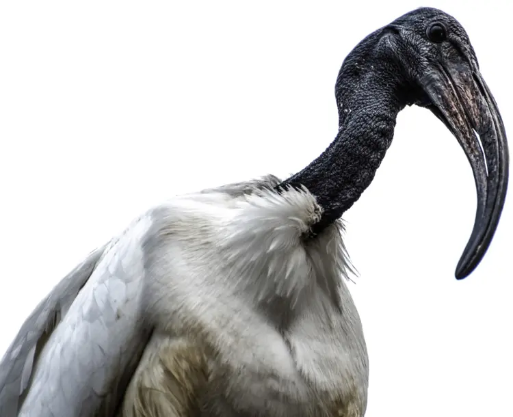 Black-headed Ibis with Long Beak