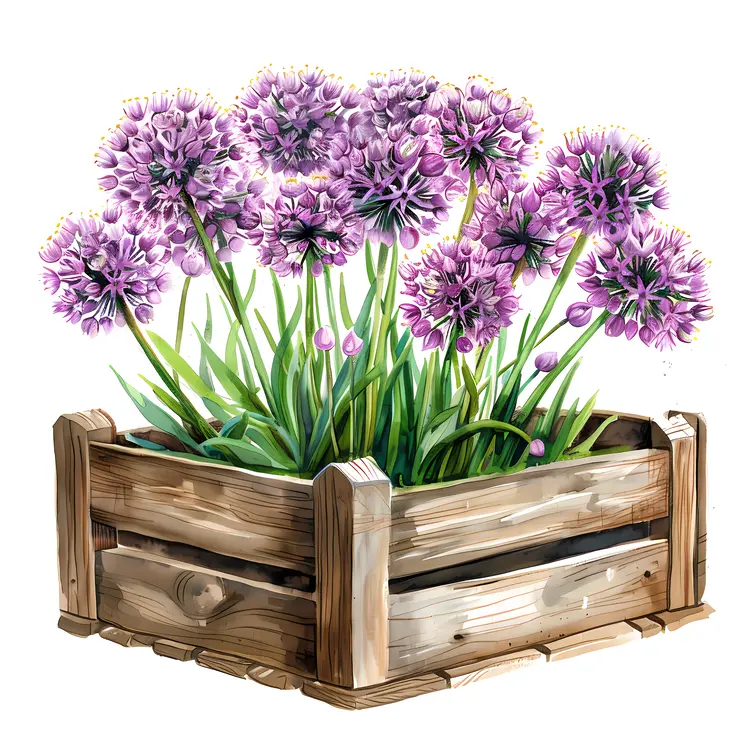 Purple Allium Flowers in Wooden Box