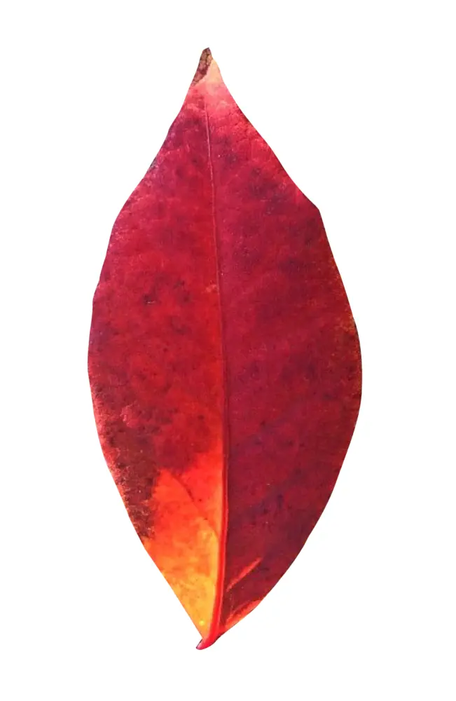 Single Red Leaf in Autumn