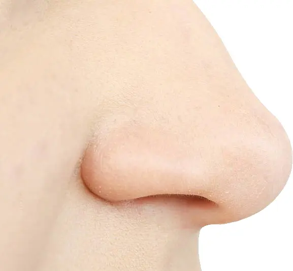 Side View of a Human Nose