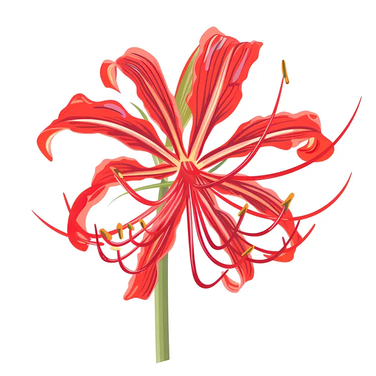Red Spider Lily with Radiant Petals