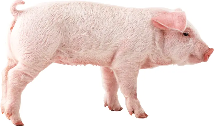 Cute Pink Pig on Farm