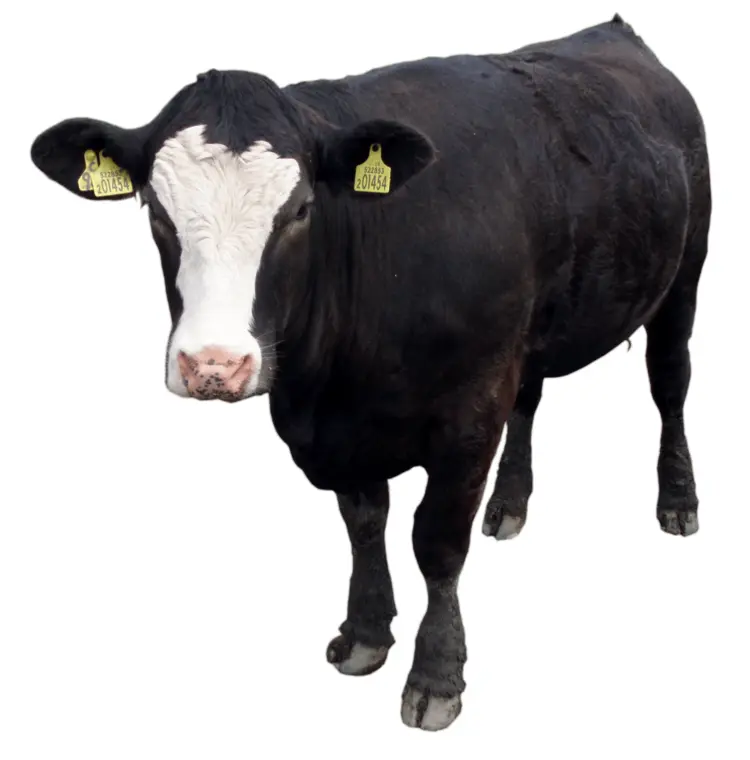 Black and White Cow