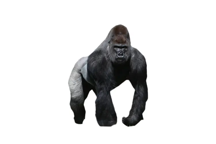 Powerful Gorilla in the Wild