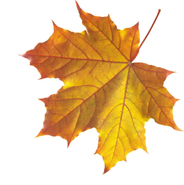 Yellow Maple Leaf in Autumn
