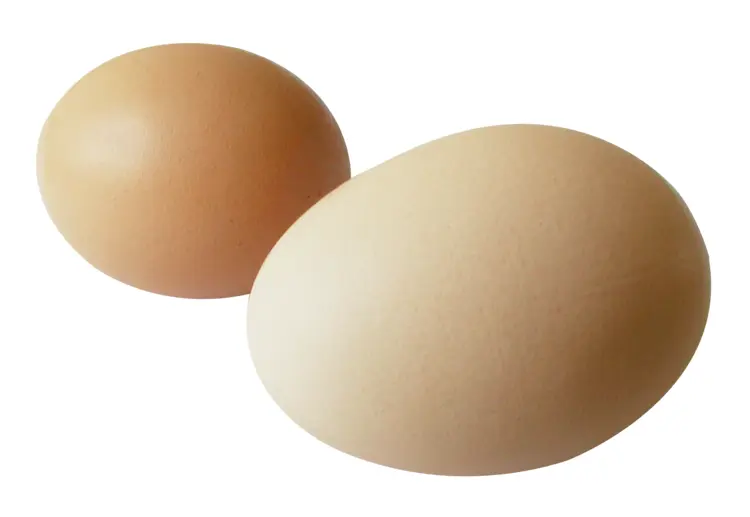 Two Brown Eggs with Shells